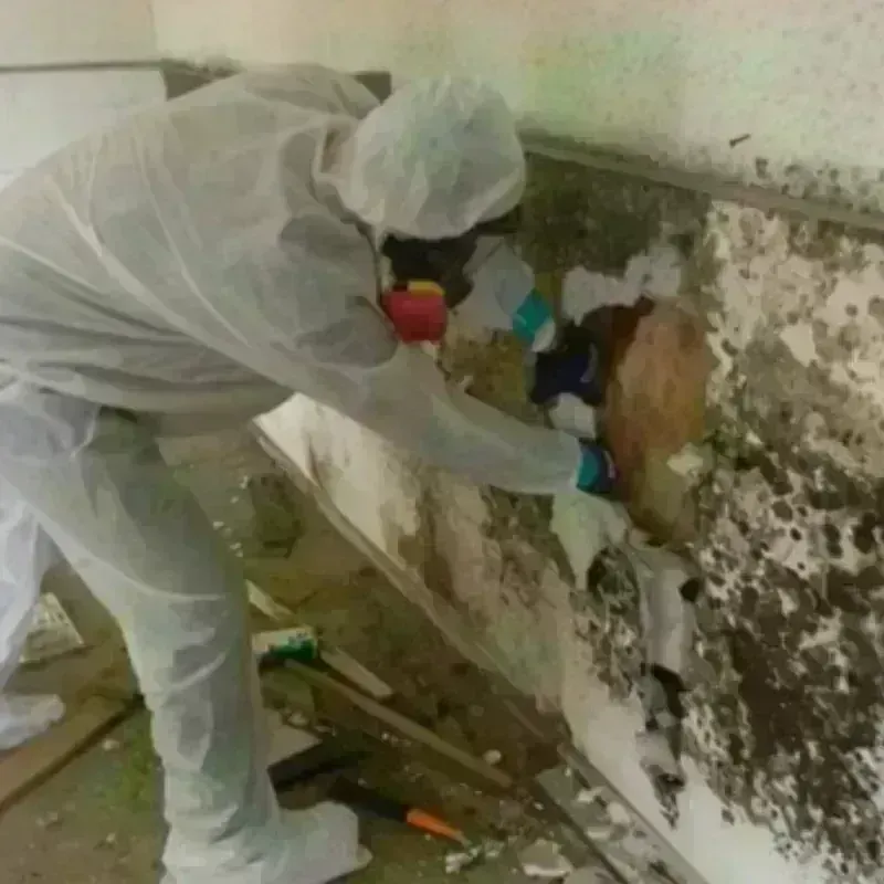 Mold Remediation and Removal in Bronxville, NY